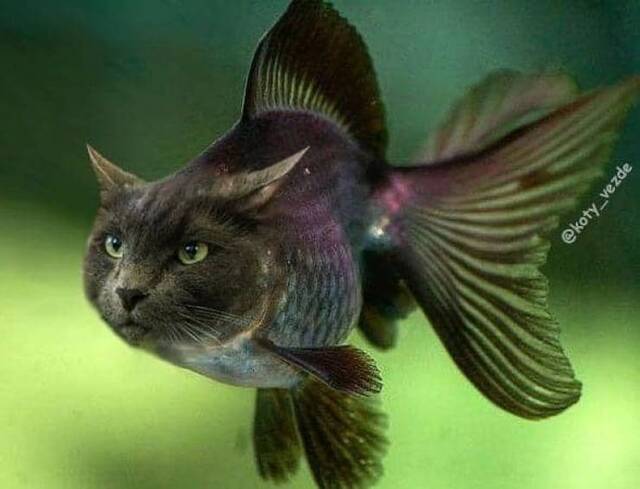 Willkommen im Katzenuniversum