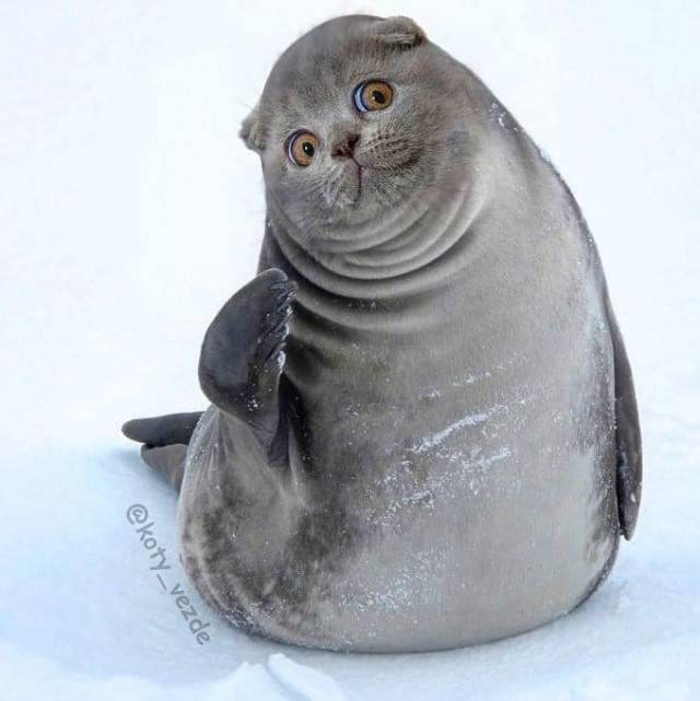 Willkommen im Katzenuniversum