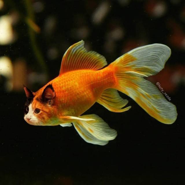 Willkommen im Katzenuniversum