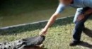 Ärgere nicht den  Alligator!