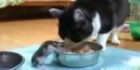 Hamster eats Cat