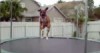 Hund vs. Trampolin