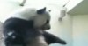 Panda dance