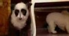 Panda Dog