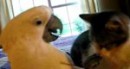 Papagei und Katze