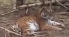 Von Tiger angeschissen