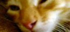 Verrückt gewordene Katze