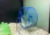2 Hamster 1 Hamsterrad