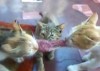 3 Katzen 1 Stück Fleisch