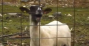 The Ultimate Goat Edition Supercut