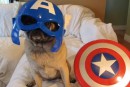 Avenger Pugs