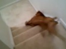 Boxer vs. Treppe