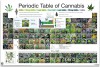 Cannabis Periodensystem der Hanfsorten