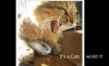 Catz On Internetz