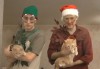Christmas Laser Beam Cats