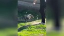 Cock vs Pussies