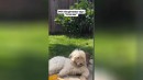 Der Hundefriseur: `Vertrau mir.`