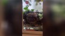 Eichhörnchen - Nest