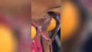 Flinke Zunge #3