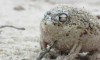 Frosch als Quitsche-Ente
