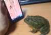 Frosch spielt ´Ant Crusher´