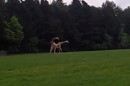 Giraffen  - Sex - Fail