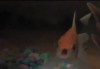Goldfish Rapping