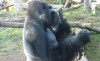 Gorilla im Zoo