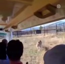 Große Katze auf Kuschelkurs