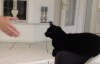 High Five Katze