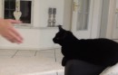 High Five Katze