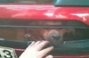 Hund in der Kühlerhaube