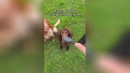 Hund mit Kamera