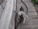 Hund schleppt Katze ab