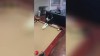 Hund spielt Billard
