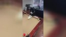 Hund spielt Billard