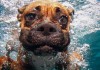 Hunde unter Wasser 2014