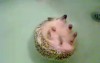 Igel in der Badewanne