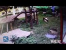 Im Pandagehege