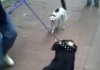 Katze vs. Rottweiler