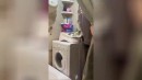 Katze auf der Waschmaschine