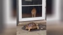 Katze staunt über Schildkröte