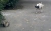 Katze vs. Hund #3