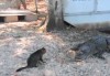 Katze vs Alligator