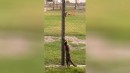 Katze vs Maus #3
