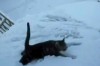Katze vs. Schnee