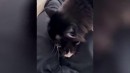 Katzenmama braucht Ruhe