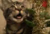 Kittens In My Christmas Tree!
