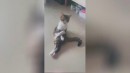 Komische Katzen - Compilation