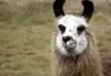 Lama